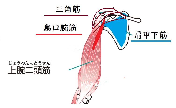 肩の筋肉