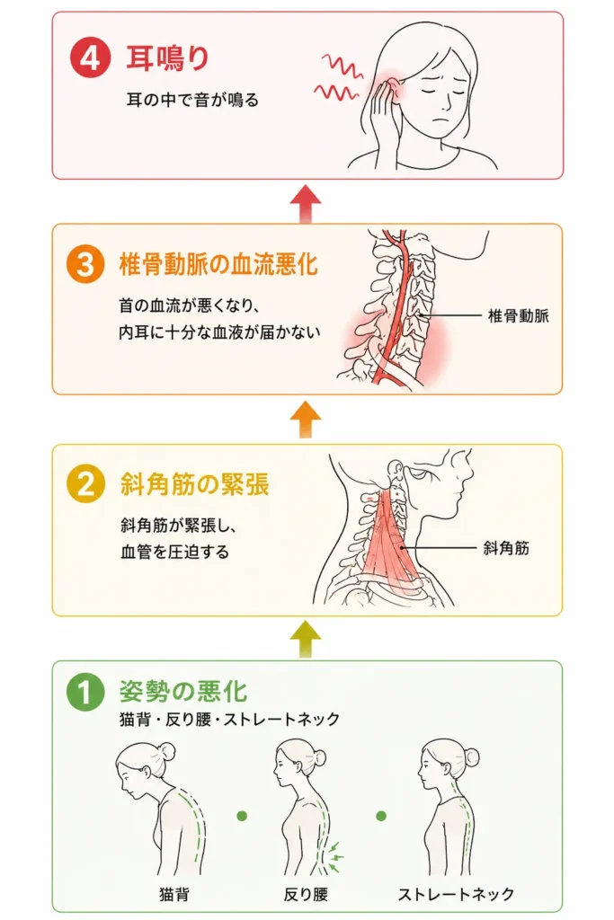 耳鳴り難聴めまいの発生機序解説
